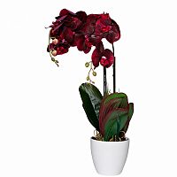 орхидея бордовая в горшке 58 см в Саранске
